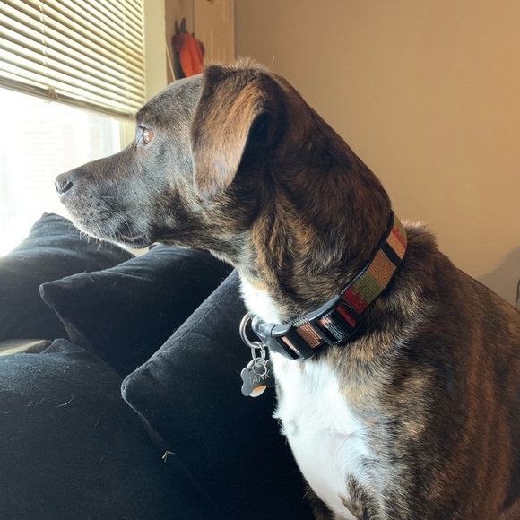 Meet your Posher, Dusti - Picture 1 of 1